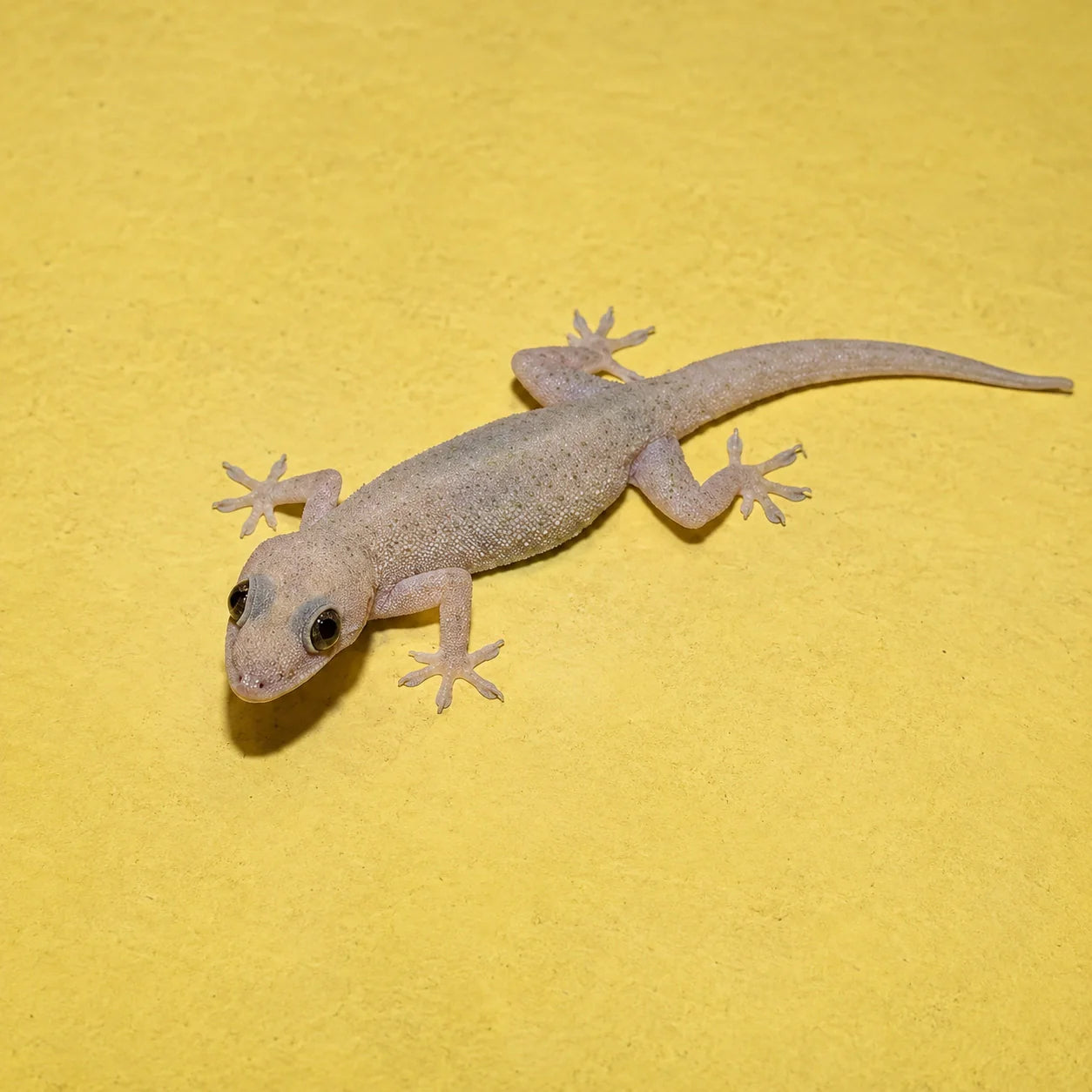 Lizard Control