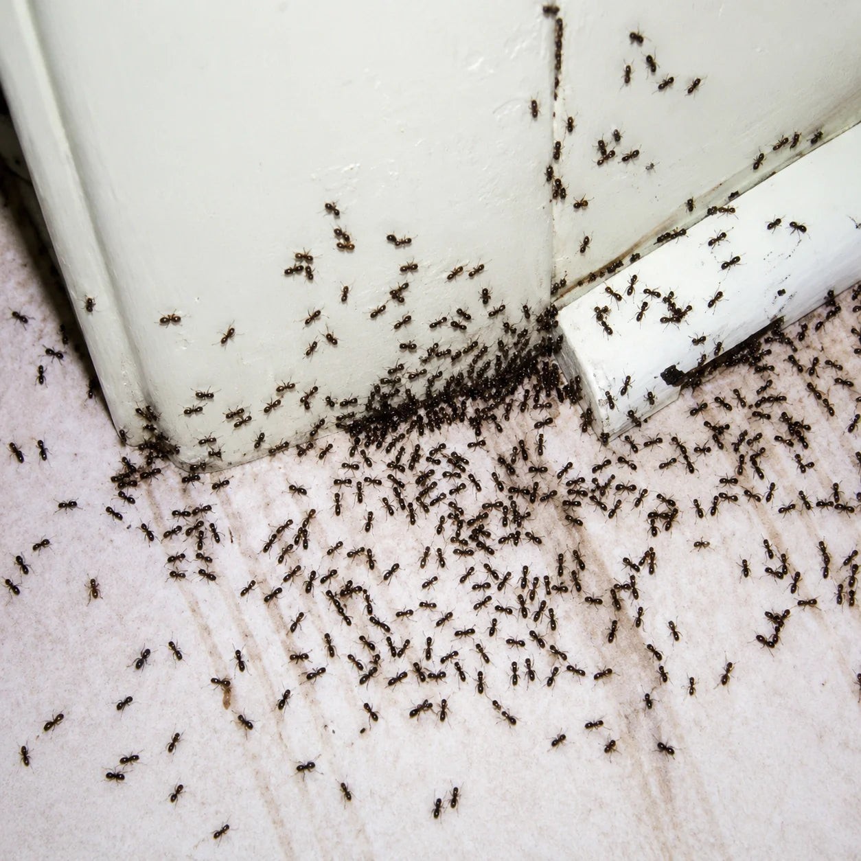 Ant Control
