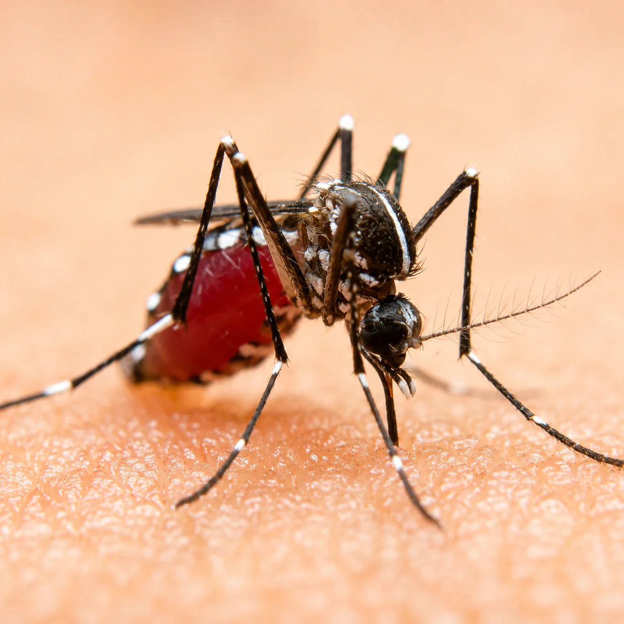 Mosquito Protection