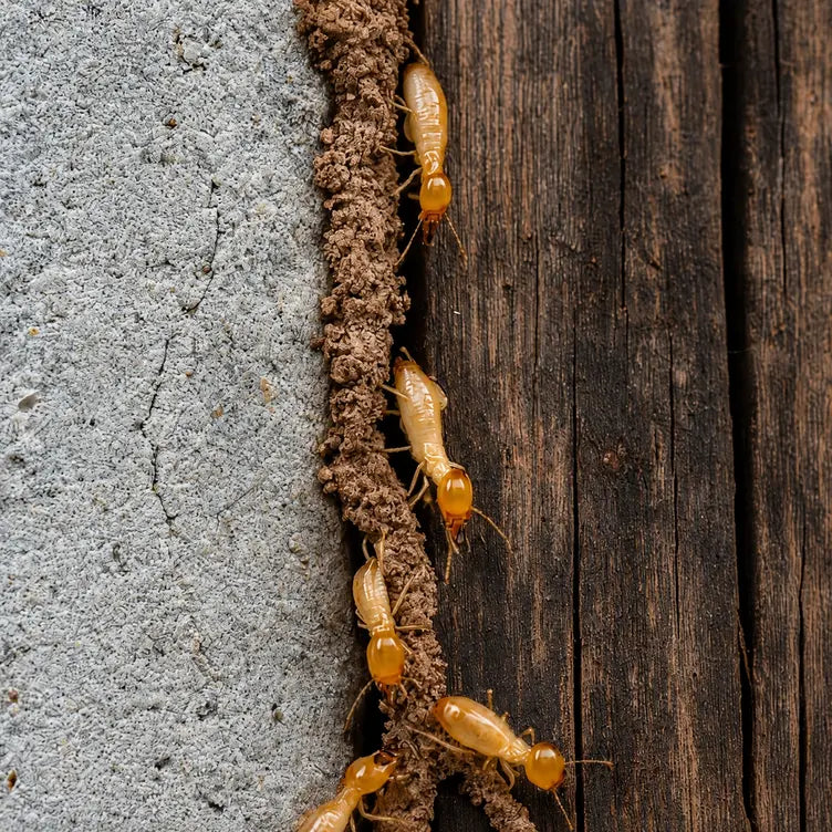Termite Control