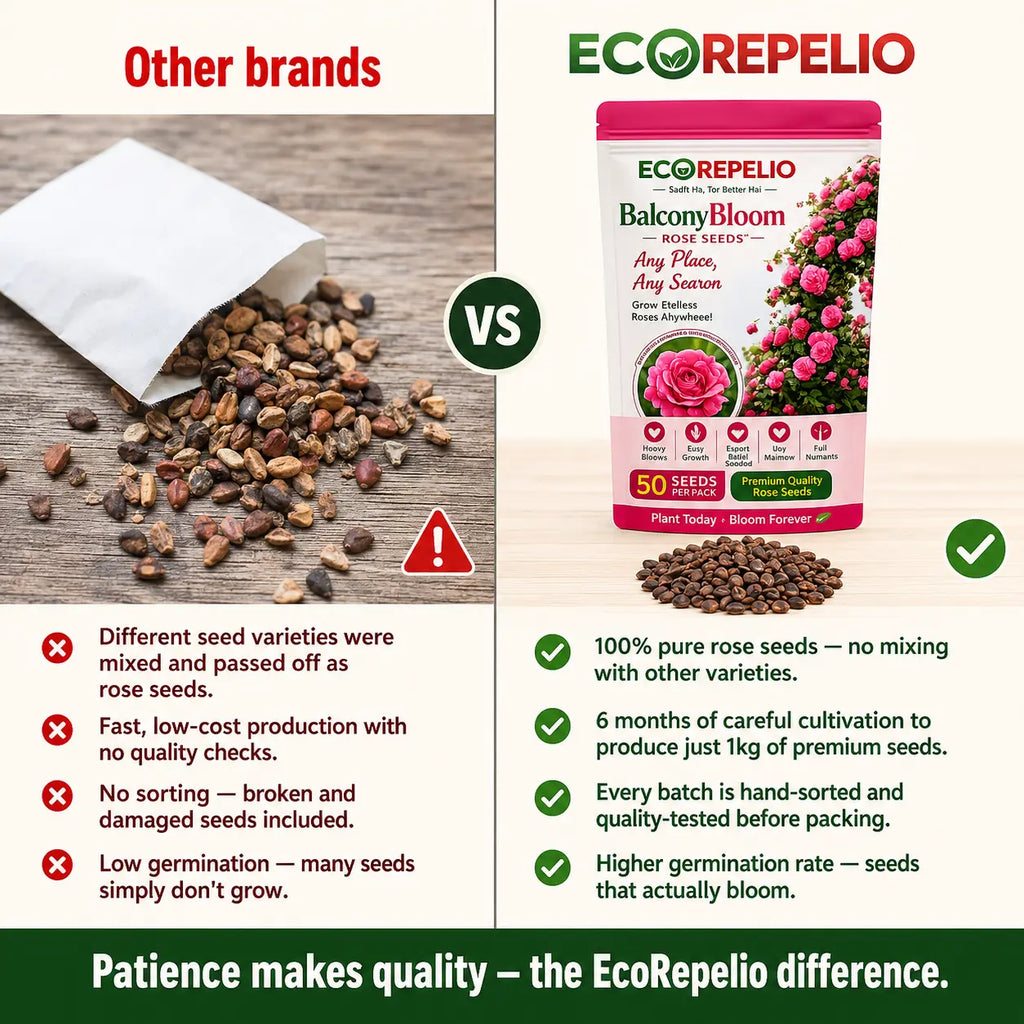 BalconyBloom Rose Seeds + Plant Booster Stick Free By Ecorepelio